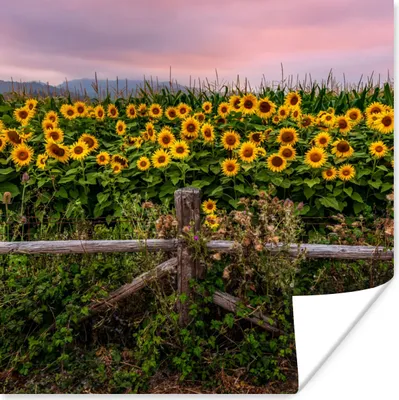 Produktbild von MuchoWow® Poster Sonnenblume - Blumen - Pflanzen 50x50 cm - Wohnzimmerdekoration