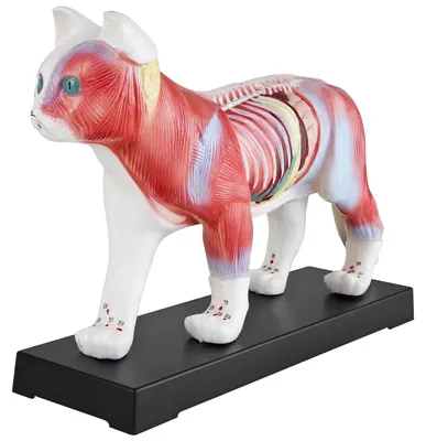 Produktbild von Akupunktur Anatomie TCM Katzenkörper Modell Akupunkturmodell Figur Lehrmittel Katze Tier Muskelmodell Naturheilkunde 36 Akupunkturpunkte Lehrmodell MedMod