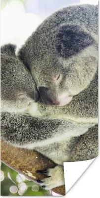 Produktbild von MuchoWow® Poster Koalas - Knuddeln - Tiere - Jungen - Mädchen 20x40 cm - Plakat - Foto