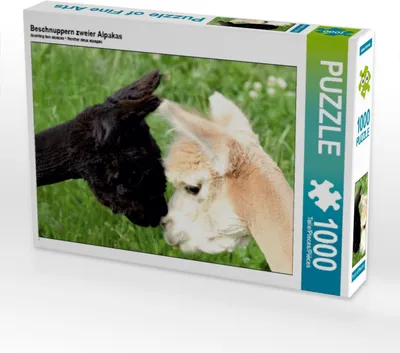 Produktbild von CALVENDO Puzzle Beschnuppern zweier Alpakas | 1000 Teile Lege-Größe 64x48cm Foto-Puzzle für glückliche Stunden