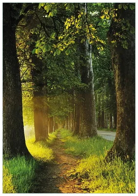 Produktbild von Wallario Premium Glasbild, freischwebende Optik, kräftige Farben, Größe 100 x 70 cm Motiv Allee bei Sonnenuntergang