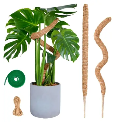 Produktbild von Monstera Rankhilfe 2er-Set mit Zubehör, 60 cm, flexibler Moosstab für Kletterpflanzen