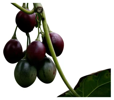 Produktbild von Tamarillo (Tropischer Tomatenbaum) 10 Korn