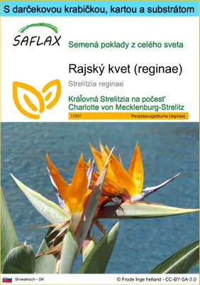Obrázok produktu pre SAFLAX Darčeková sada - rajský kvet (reginae) - Strelitzia reginae - 5 Semená - S darčekovou krabičkou, prepravným štítkom, darčekovou kartou a pestovateľským médiom