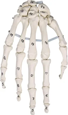 Immagine prodotto di Modello di scheletro della mano Erler con numerazione delle ossa
