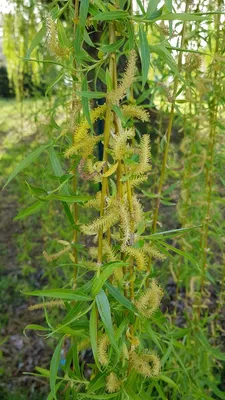 Image de Salix alba 'Tristis'  / Saule pleureur