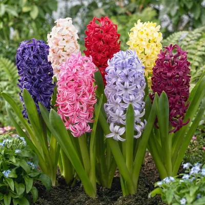 Productafbeelding van Hyacintenbollen, winterhard en meerjarig - 15 bloembollen - 5 soorten - Geurende bloembollen - Planten afkomstig uit Nederland - Geschikt voor tuin, pot en vaas (grote bollen, geen zaden)