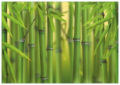 Produktbild von Wallario Premium Glasbild, freischwebende Optik, kräftige Farben, Größe 100 x 70 cm Motiv Grüner Bambuswald