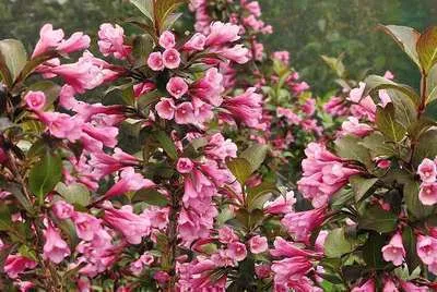 Obrázek produktu pro Weigela květina 'Nana Purpurea' - Weigela 50- 60 cm - Kontejnerový