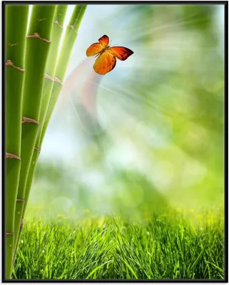 Produktbild von Wallario Wandbild Schmetterling im Grünen mit Bambus, Größe: 40,30 x 50,30 cm, Poster mit schwarzem Aluminiumrahmen