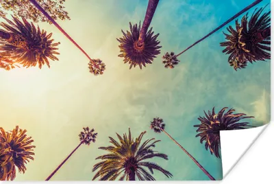 Produktbild von MuchoWow® Poster Palme - Himmel - Bäume - Sommer - Tropisch 30x20 cm - Plakate - Print