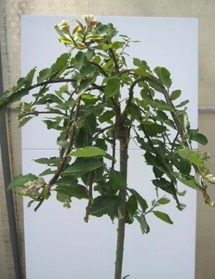 Produktbild von Hochstamm Lockenweide Curly Locks - Salix caprea - Stamm125cm + Krone