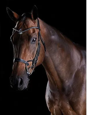 Productafbeelding van Collegiate Comfitec Crystal hoofdstelset, leder, model WB191 (geschikt voor warmbloeden), bruin