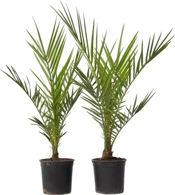 Two potted palm plants are shown against a white background.