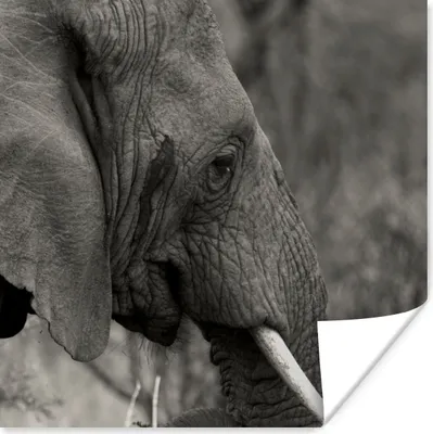 Produktbild von MuchoWow® Poster Schwarzer und weißer Elefant 50x50 cm - Wohnzimmerdekoration