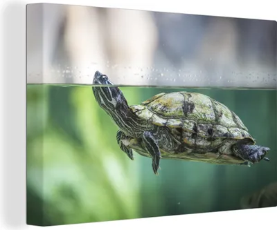 Produktbild von OneMillionCanvasses® - Leinwandbilder - 150x100 cm, Nahaufnahme einer Schildkröte, Wandbilder Kunstdruck Wanddekoration