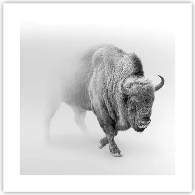 Produktbild von Poster - Poster ohne Rahmen - Wisent Schwarzweiß Licht - 40x40 cm - Wand Bild - Wanddeko - Wandbilder - Kunstposter - Wandposter - Bilder - Kunstdruck - Wanddekoration - Wandbild - P2XAC40x40-4418