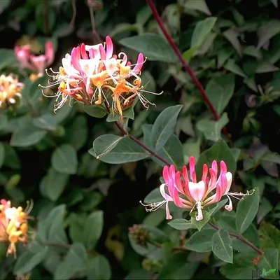 Produktbild von Lonicera Varianten Geißblatt versch. Varianten Heckenkirsche 60-80 cm Lieferhöhe, Lonicera Varianten:periclymenum 'Serotina'