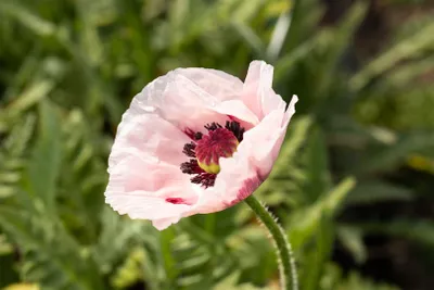 Produktbild von Papaver orientale 'Royal Wedding', Türkischer Mohn, weiß, ca. 11x11 cm Topf