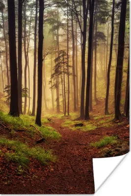 Produktbild von MuchoWow® Poster Bäume - Natur - Wald 40x60 cm - Plakate für die Wand - Poster Babyzimmer