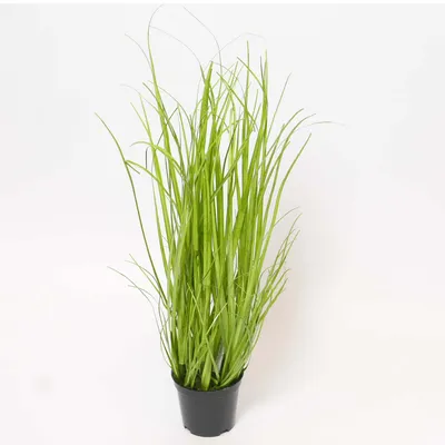Produktbild von Umelá izbová rastlina umelá trstinová tráva zelená výška 45 cm