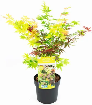 Produktbild von BALDUR Garten 1x Ahorn 3-Farben Festival, Pflanze im 3 Liter-Topf, winterhart, mehrjährig, pflegeleicht, Acer palmatum, drei verschiedene Ahorn-Sorten in einem Topf, Zierstrauch-Rarität