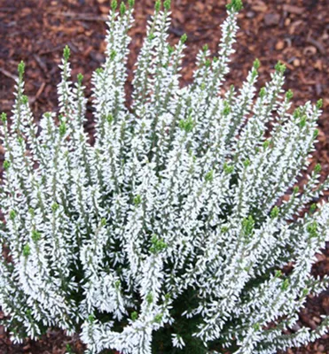 Produktbild von Besenheide 'MADONNA' Cont. 0,5 l