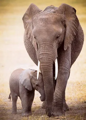 Produktbild von Eurographics Elephant & Baby 1000pcs, 1000 Stück(e), Tiere