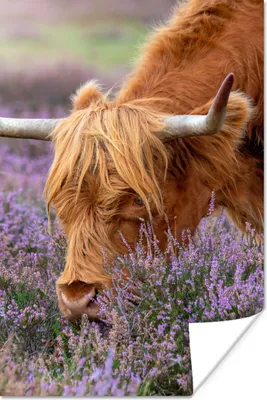 Produktbild von MuchoWow® Poster Schottischer Highlander - Tiere - Heide 20x30 cm - Papierdruck