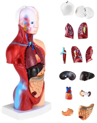 Productafbeelding van Onderwijsmodel van de menselijke anatomie met schedel en organen