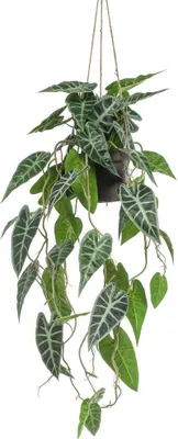 Produktbild von artplants.de Künstliche Alocasia Sanderiana Blumenampel XEZOR, Künstlichetopf, grün-weiß, 80cm - Dekopflanze