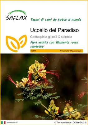 Immagine prodotto di SAFLAX  - Uccello del Paradiso - 10 semi - Caesalpinia