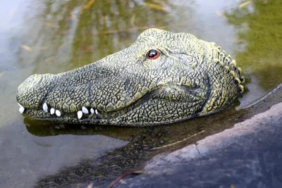 Productafbeelding van Vijverfiguur Krokodil Hoofd - Decoratie voor Tuin en Vijver - 24 x 12 cm