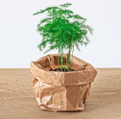 Produktbild von Asparagus Pflanze - Topfgröße 6 cm - 15-20 cm hoch