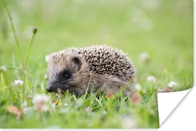 Produktbild von MuchoWow® Poster Kleiner Igel im Gras 120x80 cm - Bilder