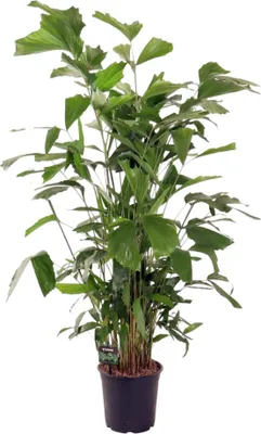 Produktbild von Trendyplants - Caryota Mitis - Fischschwanzpalme - Zimmerpflanze - Höhe 130-150 cm - Topfgröße Ø24cm