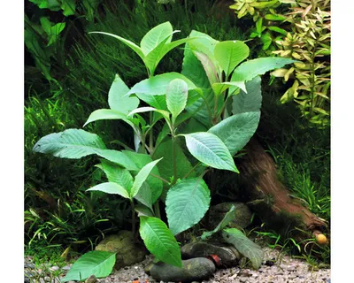 Produktbild von Kirschblatt Wasserfreund Hygrophila corymbosa