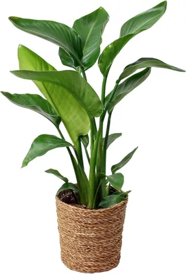 Zdjęcie produktu dla Omgoods - Strelitzia (różańczyk) - roślina o wysokości 70 cm - egzotyczna roślina w doniczce