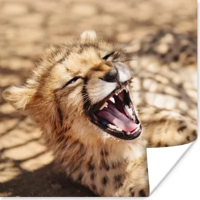Produktbild von MuchoWow® Poster Gepard - Tier - Nahaufnahme 50x50 cm - Wohnzimmerdekoration