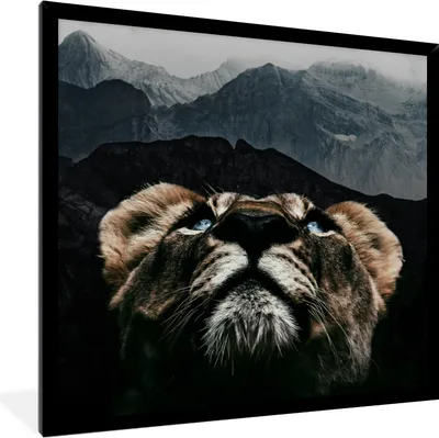 Produktbild von MuchoWow® MuchoWow® Gerahmtes Poster Tiger - Berg - Tiere 40x40 cm - Poster mit zchwarzem Bilderrahmen - Mit Rahmen - Wanddekoration Schlafzimmer