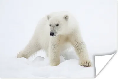 Produktbild von MuchoWow® Poster Tiere - Eisbär - Schnee 30x20 cm - Plakate - Print