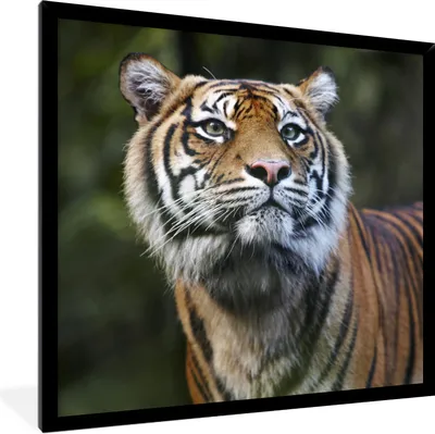 Produktbild von MuchoWow® Gerahmtes Poster Porträt eines Sumatra-Tigers 40x40 cm - Poster mit Schwarzem Bilderrahmen Wandposter Rahmen Foto Bilder - Mit Rahmen - Wanddekoration Schlafzimmer