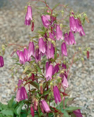 Produktbild von Campanula punctata 'Rubriflora', Glockenblume, rot, ca. 9x9 cm Topf