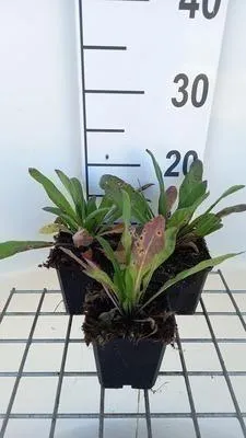 Produktbild von 6 x Hesperis matronalis - Gewöhnliche Nachtviole - Topf 9 x 9 cm
