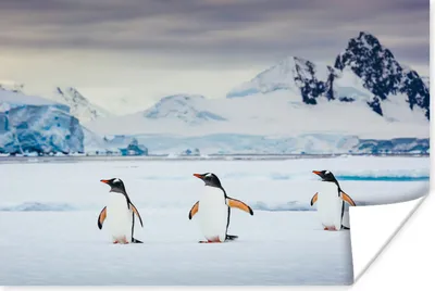 Produktbild von MuchoWow® Poster Drei Pinguine 30x20 cm - Plakate - Print