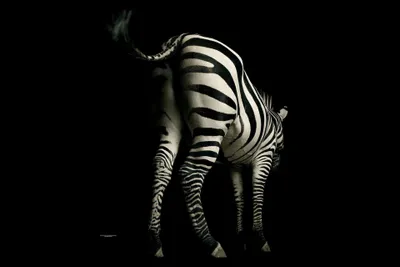 Produktbild von Digitaldruck-Tapete Zebra livingwalls (1034241)