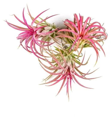 Obrázok produktu pre Gardnerova Tillandsia ionantha červená