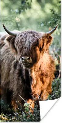 Produktbild von MuchoWow® Poster Schottische Highlander - Wald - Tiere 20x40 cm - Plakat - Foto
