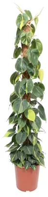 Produktbild von Kletternder Baumfreund (Philodendron)Brasil mit Moosstab – 150 cm hoch, Ø27