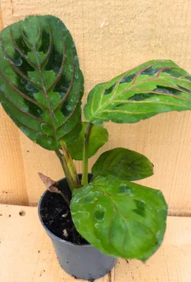 Productafbeelding van Maranta Leuconeura Tiengebodenplant groen/lichtgroen kamerplant Warentuin Natuurlijk